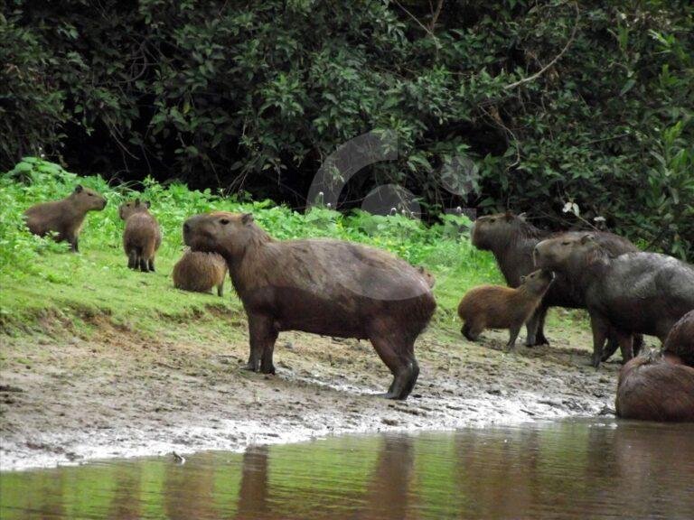 Bolivia crea santuario de 1 millón de acres en la Amazonia