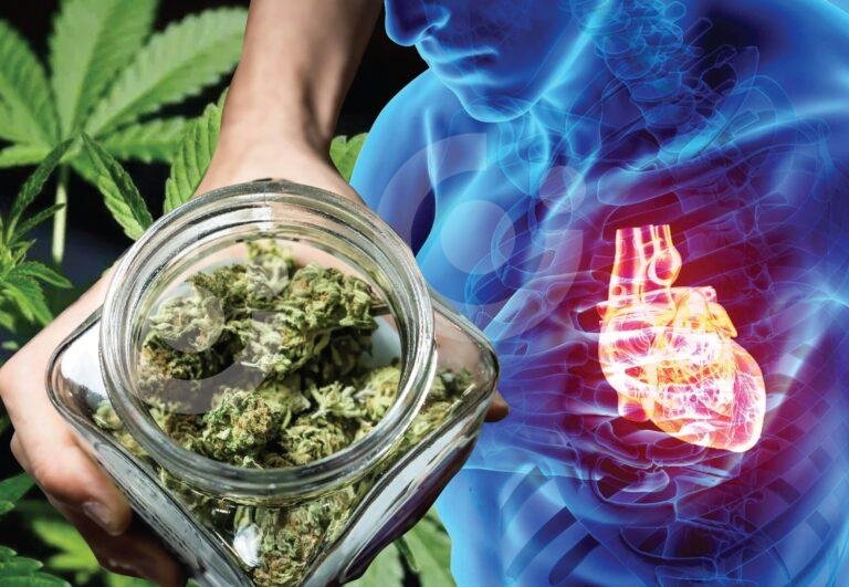 Consumo de marihuana en cualquiera de sus formas trae consigo riegos cardiovasculares