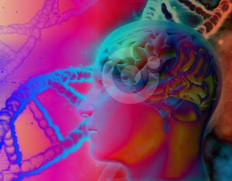 El cerebro humano: ¿Un crecimiento significativo que impacta en nuestra Inteligencia?
