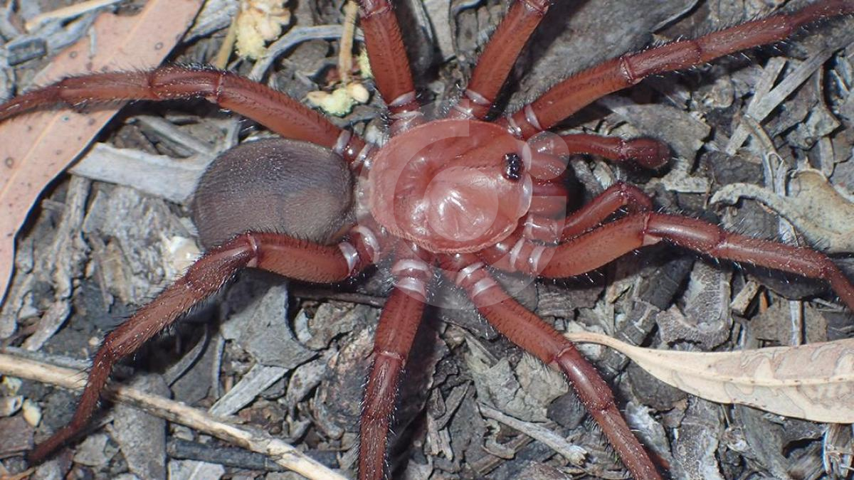 Descubren en Australia una nueva araña con técnicas de caza inusuales -  Curiocity21