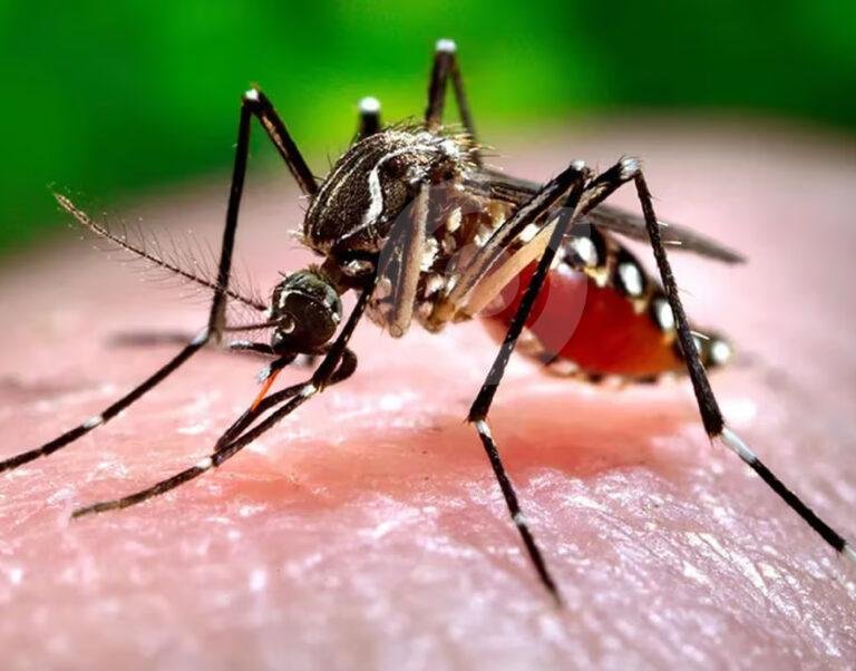 Una ola de dengue sacude Panamá: Ya son 5,306 los casos en 2024