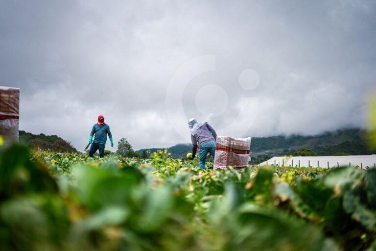 MIDA y Asamblea Nacional conforman mesa de trabajo para reducir costos de producción agropecuaria en Panamá